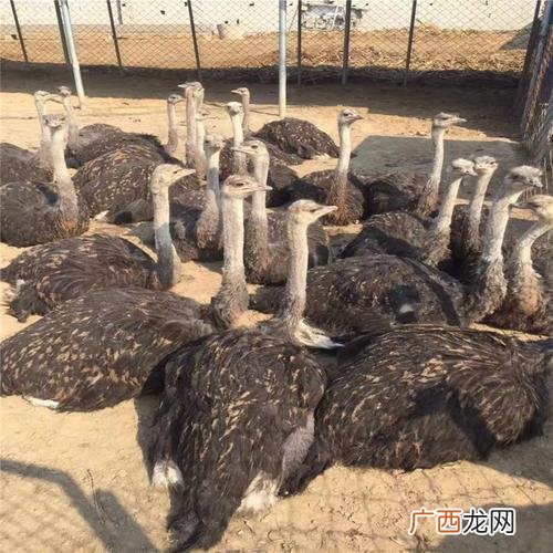 鸵鸟一般的销路是哪里 鸵鸟适合怎么养殖