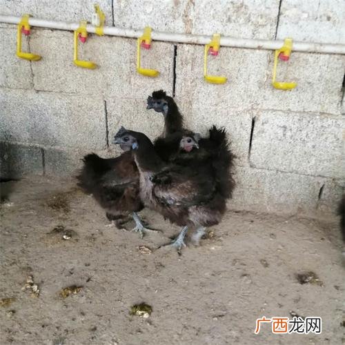 养殖鸡 乌鸡养殖挣钱吗