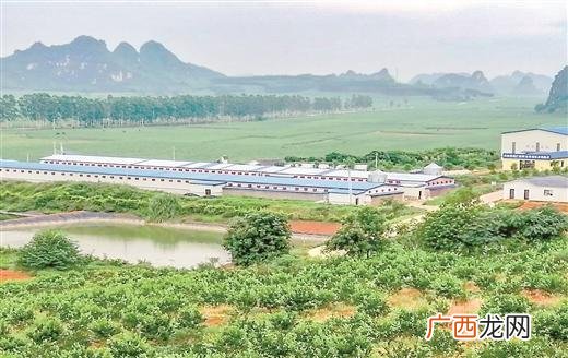 柳州养殖基地 梧州养殖