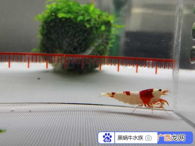 虾如何养殖 虾爬养殖技术