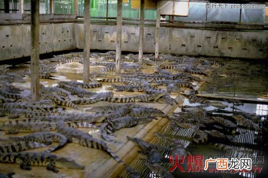 暹罗鳄鱼皮怎么样 暹罗鳄鱼养殖基地