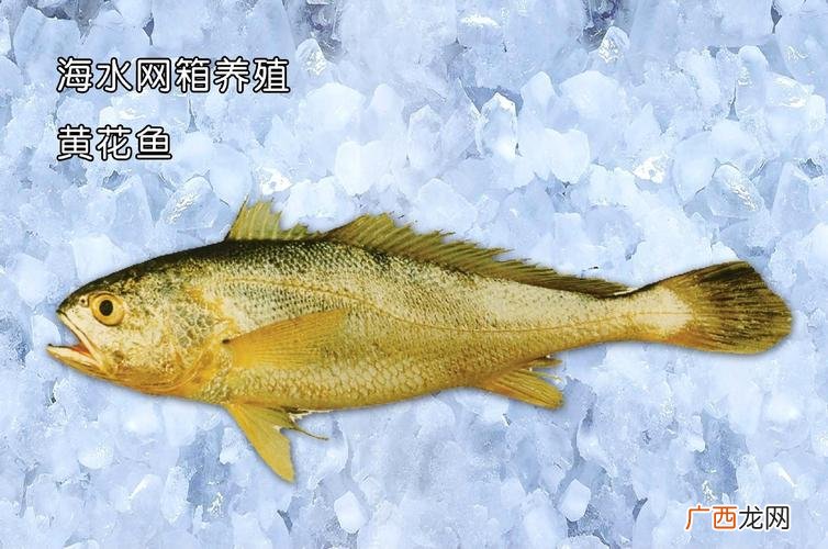 黄鱼什么时候能人工养殖 小黄鱼可以人工养殖