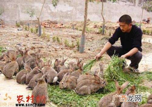 北方的特种养殖有哪些品种 畜牧特种养殖品种