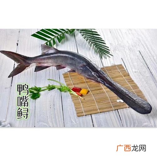 鸭嘴鱼苗批发价格 鸭嘴鱼养殖网箱价格