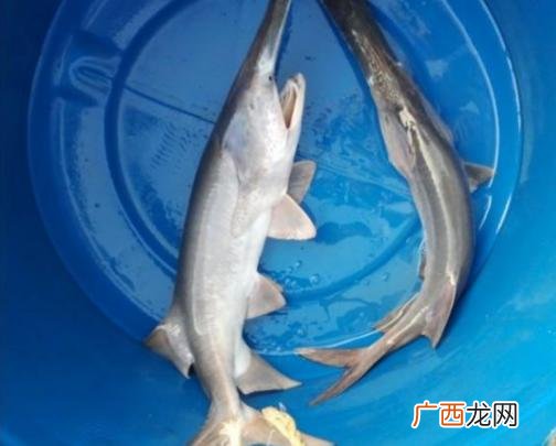 鸭嘴鱼苗批发价格 鸭嘴鱼养殖网箱价格