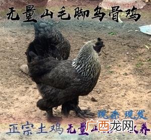 乌鸡养殖加盟 养乌鸡怎么养殖视频