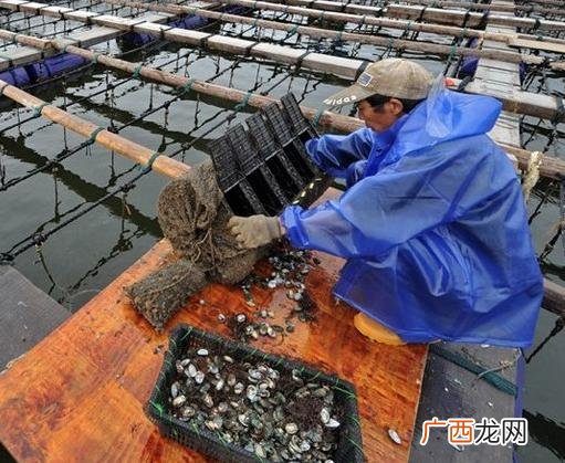 买回来的鲍鱼怎么养 养殖鲍鱼喂什么