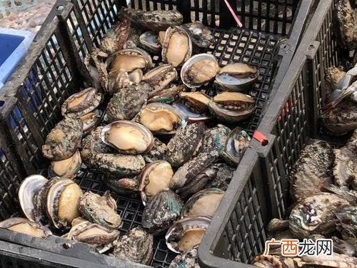鲍鱼都是人工饲养的吗 养殖鲍鱼喂什么意思
