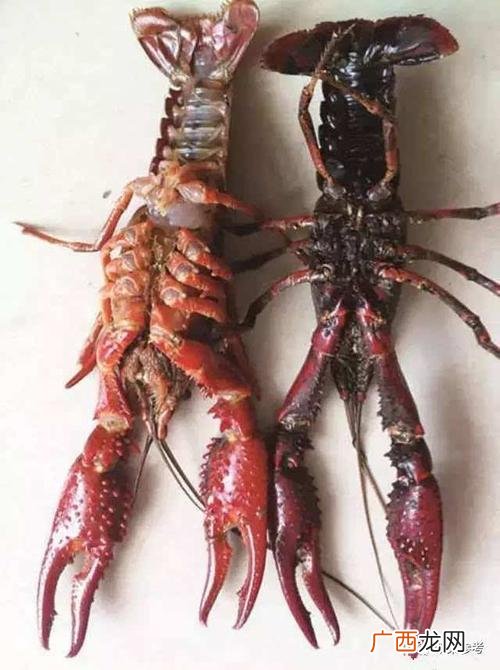 龙虾好养殖吗 小龙虾现在都是养殖吗