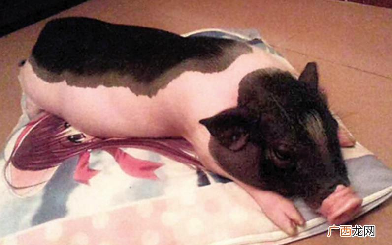 养殖香猪有销路吗 小香猪养殖骗局
