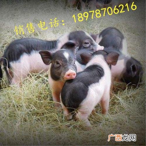 养殖香猪有销路吗 小香猪养殖骗局