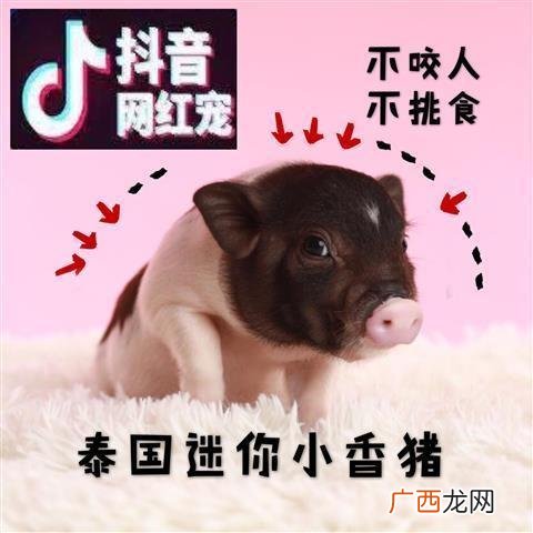 养殖香猪有销路吗 小香猪养殖骗局
