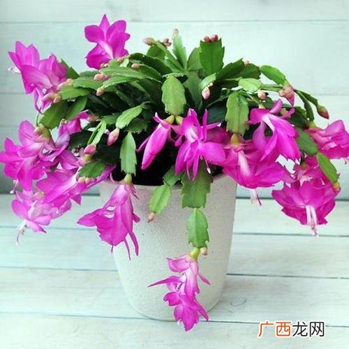蟹爪兰的栽培与养护 蟹爪兰的养殖法