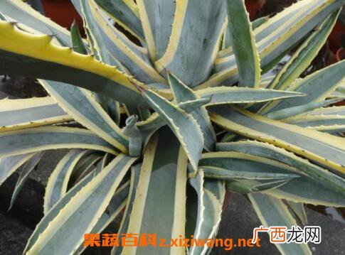 金边龙舌兰的功效与作用及药用价值