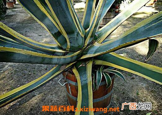金边龙舌兰的功效与作用及药用价值