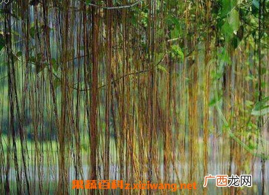 锦屏藤可以在家养吗 锦屏藤怎么繁殖