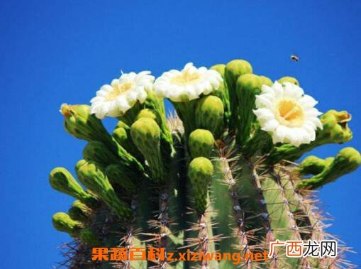 仙人掌花的作用与功效