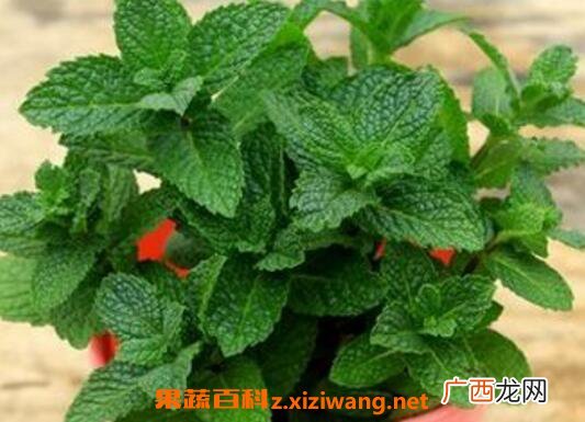 驱蚊草有用吗 驱蚊草的养殖方法