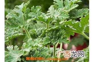 驱蚊草有用吗 驱蚊草的养殖方法