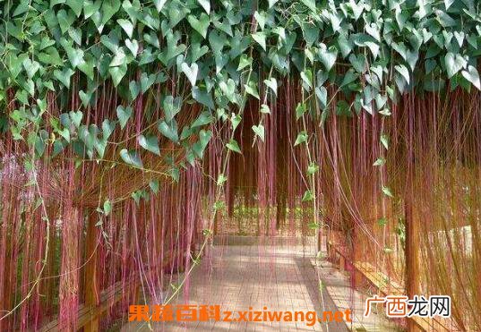 锦屏藤的养殖方法和注意事项