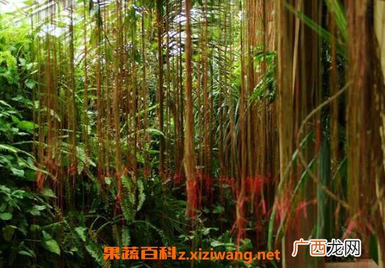 锦屏藤的养殖方法和注意事项