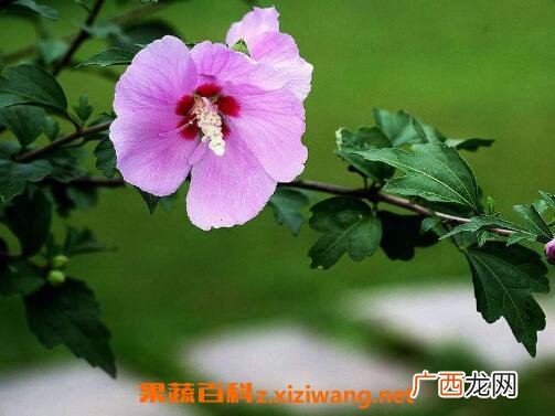 木槿花黄叶子怎么回事 木槿花叶子黄了怎么办