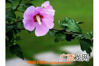 木槿花黄叶子怎么回事 木槿花叶子黄了怎么办
