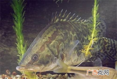养殖桂鱼的主要饵料鱼是什么 养殖桂鱼吃什么饵料