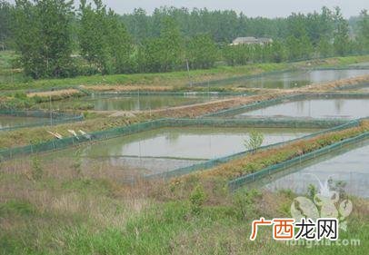 水箱养殖龙虾 养殖龙虾图片