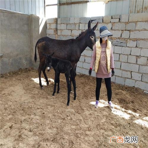 养了驴往哪里销售 养殖驴销路怎样