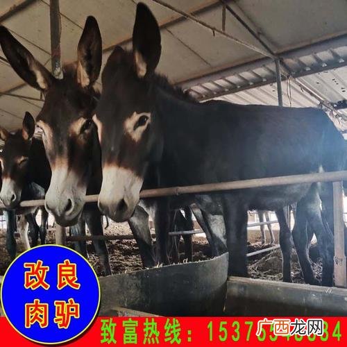 养了驴往哪里销售 养殖驴销路怎样