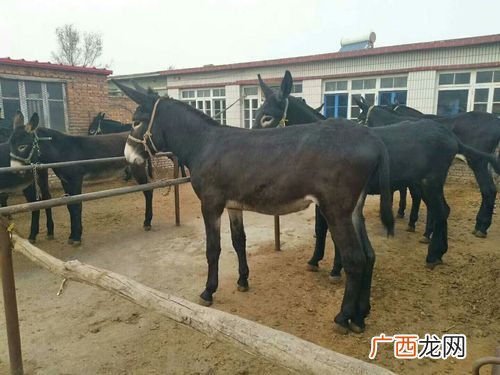 养了驴往哪里销售 养殖驴销路怎样