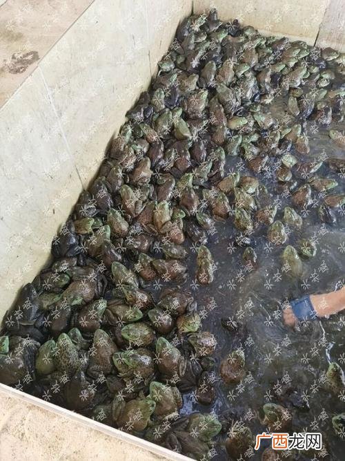 牛蛙养殖周期一般多长时间 养殖牛蛙怎么销售