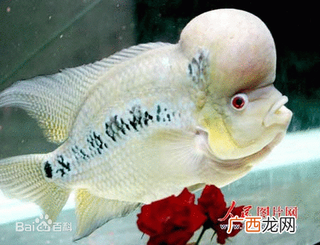 细菌生长繁殖的方式和速度 养殖什么生长快繁殖快