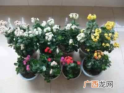 长寿花真的有毒吗?长寿花适合室内养殖么,告