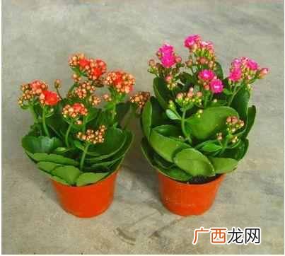 长寿花真的有毒吗?长寿花适合室内养殖么,告