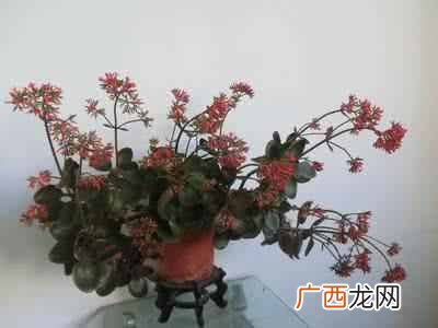 长寿花真的有毒吗?长寿花适合室内养殖么,告