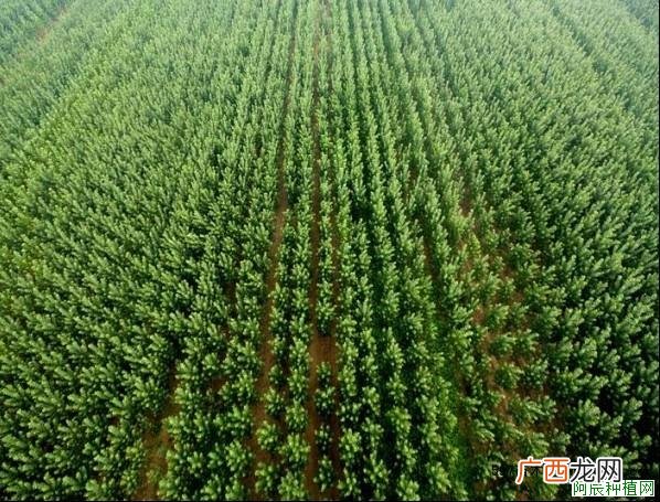 银杏螨害不要急人工配比农药来帮忙