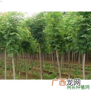 防治石榴绒蚧，施什么药？