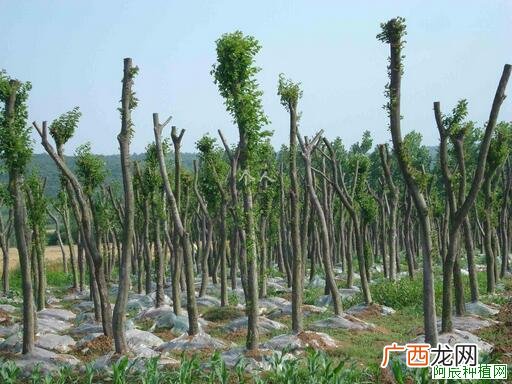 防治石榴绒蚧，施什么药？