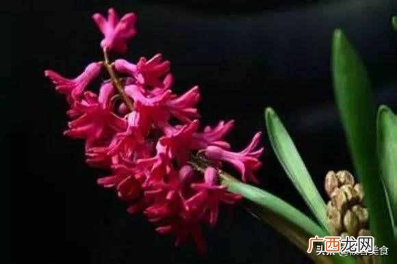 史上最全花语 情人节送什么花