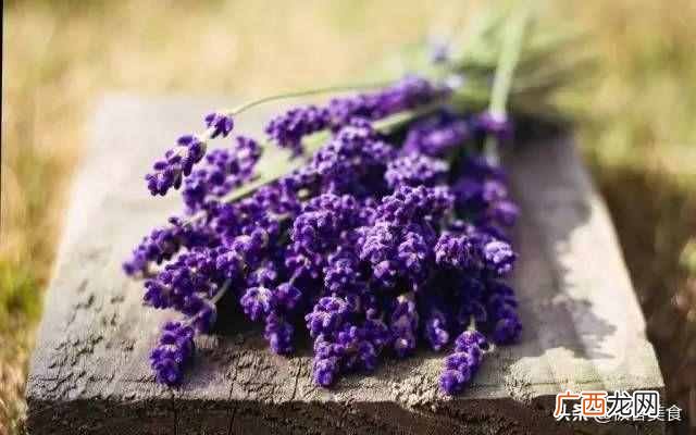史上最全花语 情人节送什么花