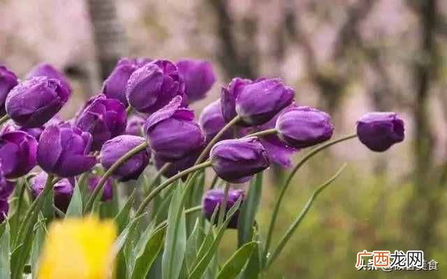 史上最全花语 情人节送什么花
