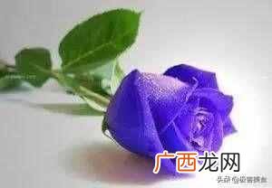 史上最全花语 情人节送什么花