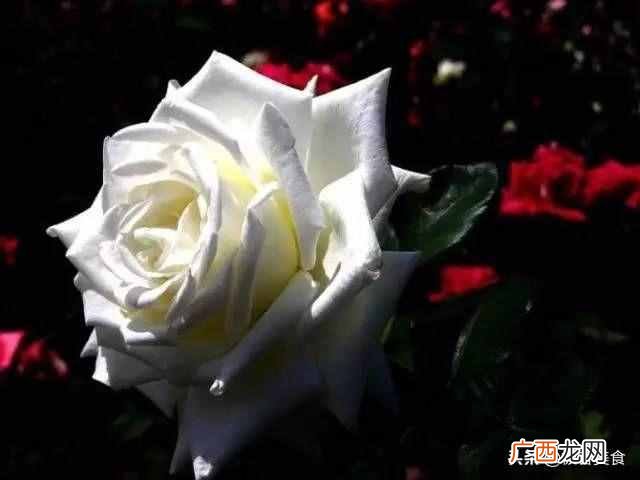 史上最全花语 情人节送什么花