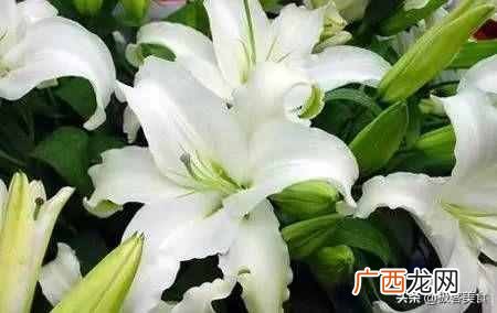 史上最全花语 情人节送什么花