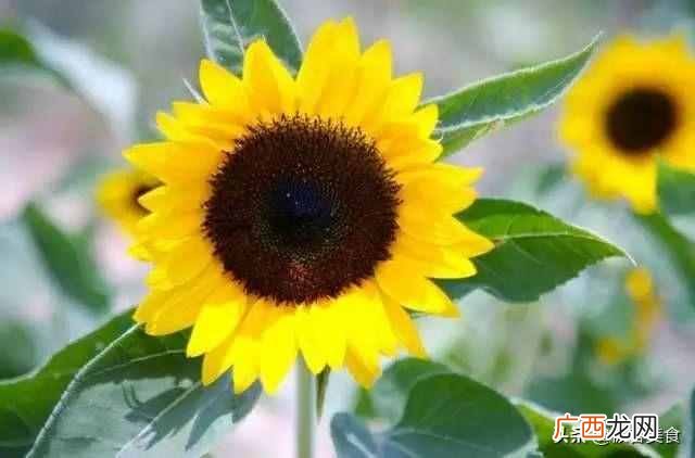 史上最全花语 情人节送什么花