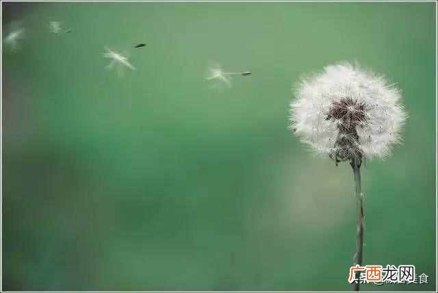 史上最全花语 情人节送什么花