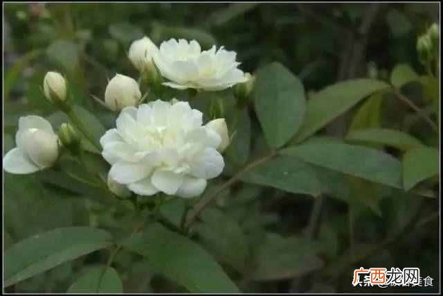 史上最全花语 情人节送什么花