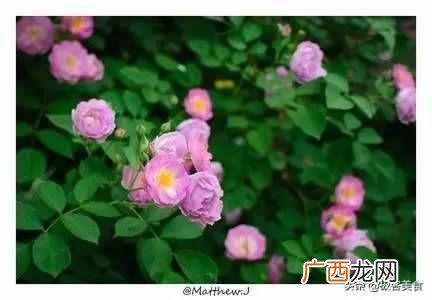 史上最全花语 情人节送什么花
